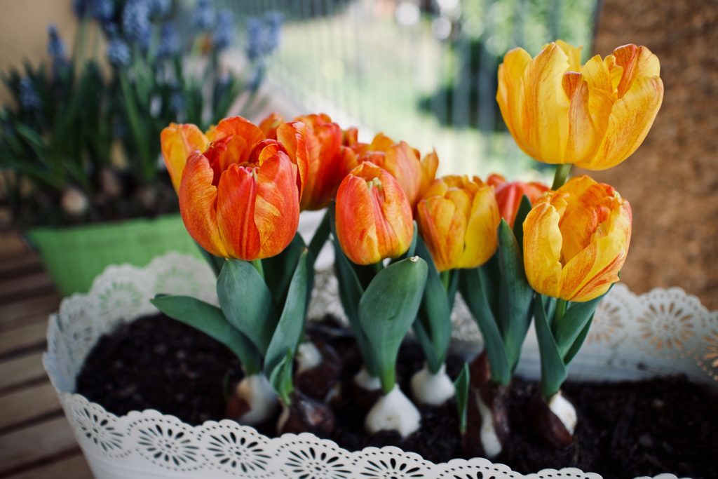 casa rinnovare tulipani vaso